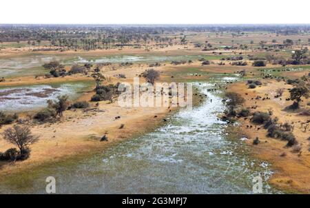 Wasserbüffel im Okavango Delta, Botswana - Luftaufnahme Stockfoto