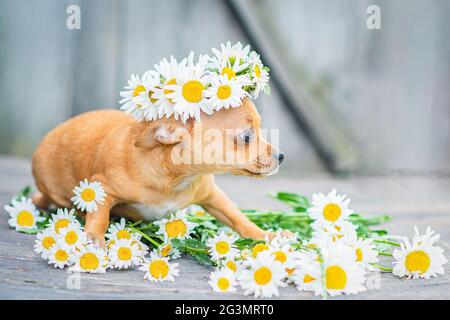 Ein roter Chihuahua-Welpe sitzt auf einem grauen Holzhintergrund, ein Kranz aus Gänseblümchen auf seinem Kopf Stockfoto