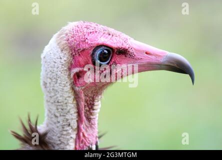 Kapuzengeier (Necrosyrtes monachus) in Gambia Stockfoto