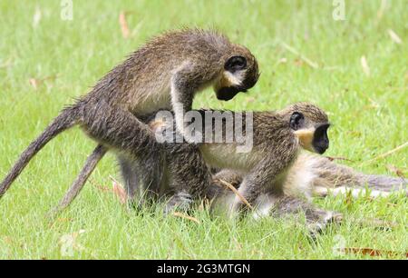 Grüner Vervet-Affe (Chlorocebus pygerythrus), der Liebe zur Paarung macht Stockfoto