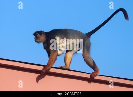 Red Colobus-Affen Stockfoto