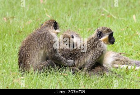 Grüner Vervet-Affe (Chlorocebus pygerythrus), der Liebe zur Paarung macht Stockfoto