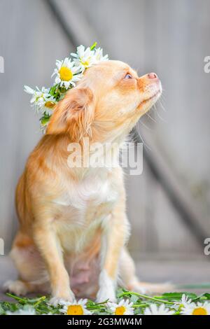 Der rote Hund Chihuahua sitzt, schnauzt auf, auf seinem Kopf ein Kranz aus Gänseblümchen, auf einem grauen Holzhintergrund Stockfoto