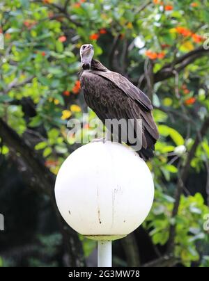 Kapuzengeier (Necrosyrtes monachus) in Gambia Stockfoto