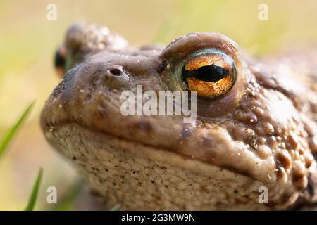 Porträt einer halben Umdrehung einer gewöhnlichen Kröte mit großen orangefarbenen Augen Makro im Freien Stockfoto