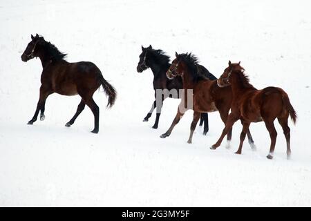 '10.02.2021, Goerlsdorf, Brandenburg, Deutschland - Pferde galoppieren über eine schneebedeckte Weide. 00S210210D715CAROEX.JPG [MODELLVERSION: NEIN, EIGENTUM R Stockfoto