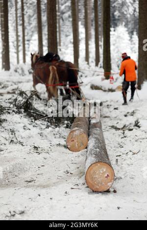 11.02.2021, Kretscham-Rothensehma, Sachsen, Deutschland - Holzpferde ziehen zwei gefällte Baumstämme in den verschneiten Wald. 00S210211D690CAROEX.JPG [MODUS Stockfoto