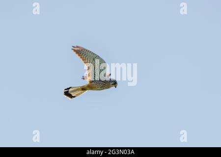 Ein detailreicher Kestrel schwebt vor einem wunderschönen blauen Himmel. Der Greifvogel ist auf der Jagd nach Beute Stockfoto