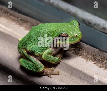 Grüner Baumfrosch in der Nacht sitzt auf dem Rand des Türfensters. Stockfoto