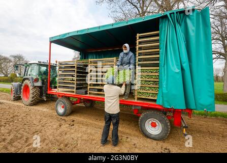 '17.04.2021, Soest, Nordrhein-Westfalen, Deutschland - Gemüseanbau, Industriekohl-Sämlinge werden auf dem Feld gepflanzt. 00X210417D007CAROE Stockfoto