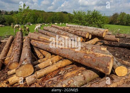 '12.05.2021, Solingen, Nordrhein-Westfalen, Deutschland - frisches Holz im Holzhof eines Sägewerks werden die Fichtenstämme später zu Cons verarbeitet Stockfoto