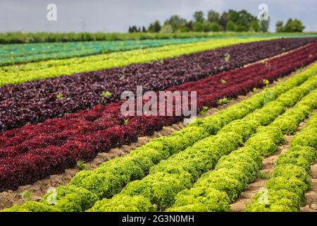 '25.05.2021, Soest, Nordrhein-Westfalen, Deutschland - Gemüseanbau, Salatpflanzen wachsen in Reihen auf dem Feld, Eichenblattsalat (Lactus sativa Stockfoto