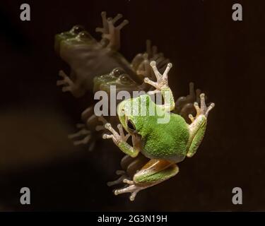 Grüner Baumfrosch mit seiner Reflexion auf einem Fenster in der Nacht. Stockfoto