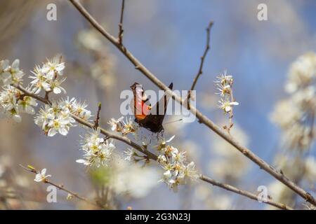 Pfauenschmetterling sitzt auf einem Ast mit weißen Schlehdornblüten, auch prunus spinosa oder schlehdorn genannt Stockfoto