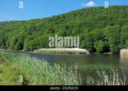 Wasserpflanze von Sizilien ein Rückstand im blauen Süßwasser des Sees von Biviere in den Bergen des Naturreservats Nebrodi Stockfoto