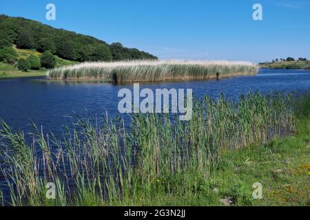 Wasserpflanze von Sizilien ein Rückstand im blauen Süßwasser des Sees von Biviere in den Bergen des Naturreservats Nebrodi Stockfoto