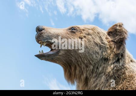 Der gefüllte große braune Bärenkopf als Wildtier Stockfoto