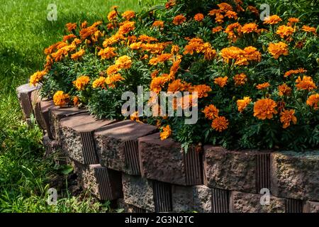 Ringelblume wird von Mauerwerk in einem Sommergarten aufgesetzt. Stockfoto