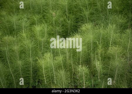 Schöne Blumen in der Natur Stockfoto