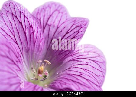 Blütenblätter, Staubblätter und Stempel der wilden mehrjährigen Geranium endressii in einem auf weißem Hintergrund isolierten Frühlingsgarten Stockfoto