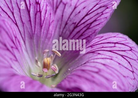 Makrofoto der Blütenblätter, Staubblätter und Stempel der wilden mehrjährigen Geranium endressii in einem Frühlingsgarten mit verschwommenem dunkelgrünen Hintergrund Stockfoto