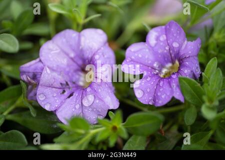 Violette Calibrachoa-Blüten, eng verwandt mit Petunia, mit Blättern nach einem Regenschauer. Wasser tropft auf die Blütenblätter Stockfoto