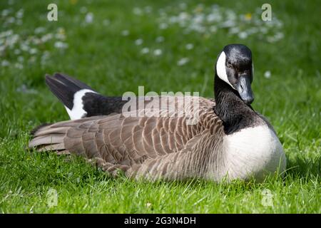 Kanadagans (Branta canadensis) mit schwarzem Kopf und Hals, weißen Wangen und Kinn, und ein brauner Körper liegt im Gras mit weißen Gänseblümchen Stockfoto