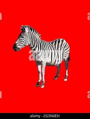 Erstaunlich gestreiftes Zebra isoliert auf rotem Hintergrund. Wildpferd mit weißen und schwarzen Streifen Stockfoto