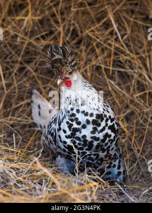 Eine seltene Rasse appenzeller spitzhauben Henne auf einem Heuhaufen. Stockfoto