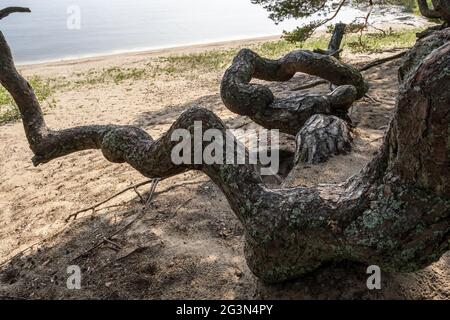 Kräftiger, gewundener Kiefernstamm, an der sandigen Küste, an einem Sommertag. Stockfoto