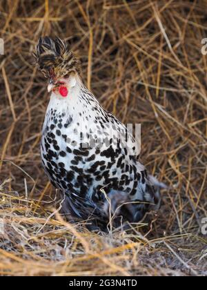 Eine seltene Rasse appenzeller spitzhauben Henne auf einem Heuhaufen. Stockfoto