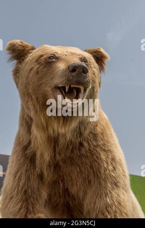 Der gefüllte große braune Bärenkopf als Wildtier Stockfoto