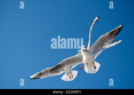 Möwen fliegen in den Himmel Stockfoto