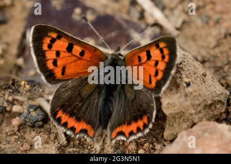 Schöner Schmetterling auf Blüte Stockfoto