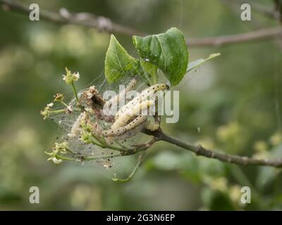 Die Larven aus der Spindel Ermine Moth (Yponomeuta cagnagella). Stockfoto