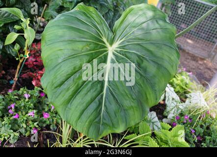 Die großen grünen Blätter von Philodendron Dean McDowell, einer tropischen Pflanze Stockfoto