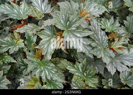 Wunderschöne und einzigartige Form von kanienartigen Begonia 'Lana'-Blättern Stockfoto