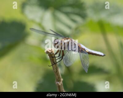 Ein männlicher Libellula depressa, ein breitkörperiger Chaser oder ein breitkörperiger Darter, der auf einem Stock hält. Stockfoto