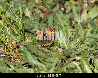 Lycaena phlaeas, bekannt als das kleine Kupfer, amerikanisches Kupfer oder gewöhnlicher Kupfer. Stockfoto