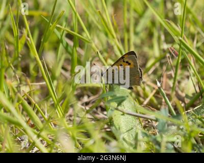 Lycaena phlaeas, bekannt als das kleine Kupfer, amerikanisches Kupfer oder gewöhnlicher Kupfer. Stockfoto