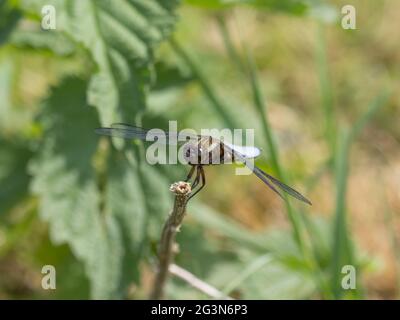 Ein männlicher Libellula depressa, ein breitkörperiger Chaser oder ein breitkörperiger Darter, der auf einem Stock hält. Stockfoto