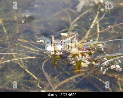 Gerris lacustris, allgemein bekannt als Common Pond Skater oder Common Water Strider. Stockfoto