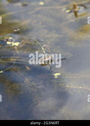 Gerris lacustris, allgemein bekannt als Common Pond Skater oder Common Water Strider. Stockfoto