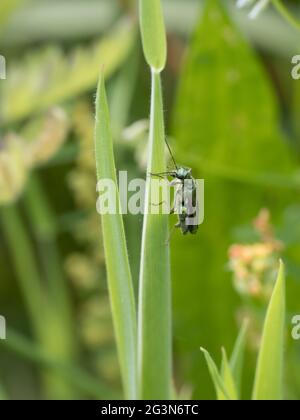 Ein männlicher Oedemera nobilis, bekannt als der False Oil Beetle, der dickbeinige Flower Beetle oder der geschwollene-thighed Beetle. Stockfoto