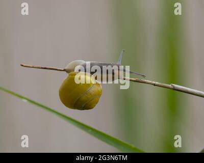 Eine gelbe Form der Weißlippigen Schnecke oder der Garten-Bänderschnecke (Cepaea hortensis). Stockfoto