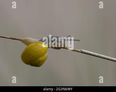 Eine gelbe Form der Weißlippigen Schnecke oder der Garten-Bänderschnecke (Cepaea hortensis). Stockfoto