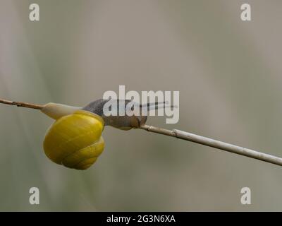 Eine gelbe Form der Weißlippigen Schnecke oder der Garten-Bänderschnecke (Cepaea hortensis). Stockfoto