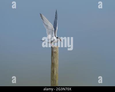 Eine Seeschwalbe (Sterna hirundo), die auf einem Pfosten landet. Stockfoto