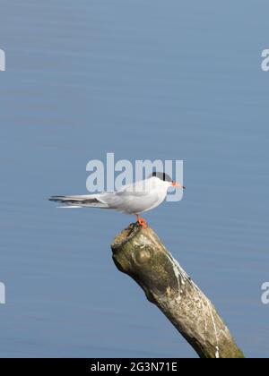 Eine Gemeine Tern (Sterna hirundo), auf einem Pfosten thront. Stockfoto