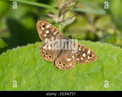 Ein gesprenkelter Schmetterling aus Holz (Pararge aegeria), der mit offenen Flügeln auf einem Blatt thront. Stockfoto